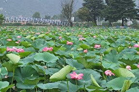 عکس | گل‌دهی لاله تالابی در تالاب کیاکلایه لنگرود