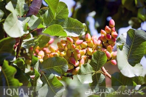 درخت پسته