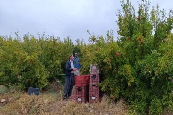 عکس | برداشت انار از انارستان‌های تنگ‌سیاب کوهدشت