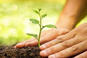 کرجی‌ها به نام پدر درخت کاشتند