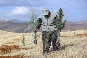 ۳.۵ میلیون نهال سهم کردستان در طرح ملی یک میلیارد درخت