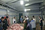 ۱۳۸ رأس گوسفند برای توزیع بین نیازمندان خراسان‌شمالی ذبح شد