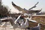 مرغان کاکایی‌؛ مهمانان زمستانی شیراز