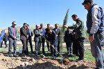 کاشت ۸۶ سرو برای ۸۶ سال ایستادگی رهبر شهید انقلاب در کازرون