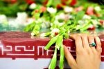 مادر شهيدان نظری به فرزندان شهیدش پیوست