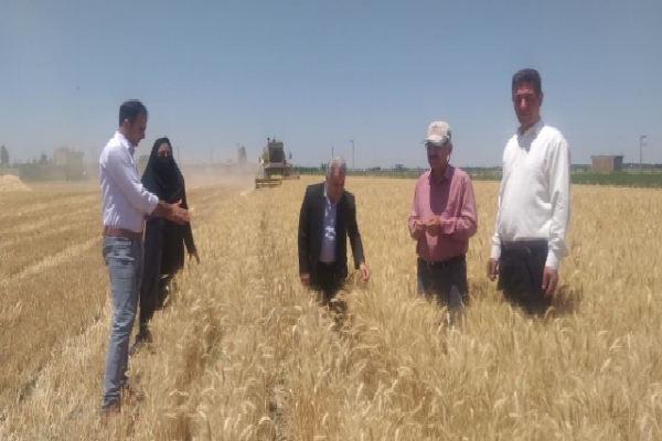 برداشت و خرید تضمینی گندم در میاندوآب آغاز شد