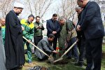 درختکاری استاندار همدان در روز طبیعت