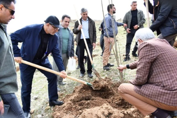 درختکاری
