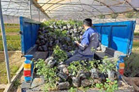 تداوم فعالیت‌های مرکز گیاهان دارویی در بحبوحه جنگ تحمیلی سوم