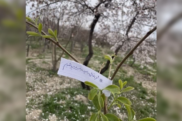 کاشت نهال