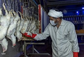 وقفه در تولید معنا ندارد