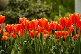 پایان حکایت نخستین ماه بهاری