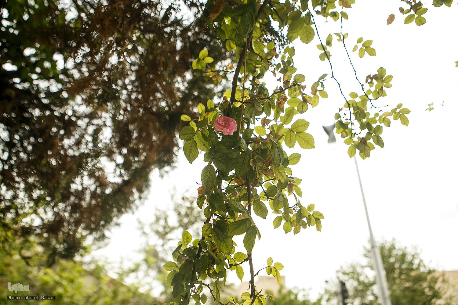 تهران پاکترین هوای فروردین ماه را تجربه کرد