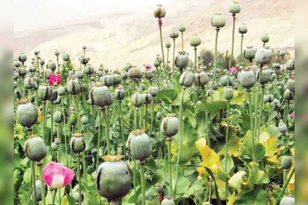 معدوم‌سازی مزارع خشخاش