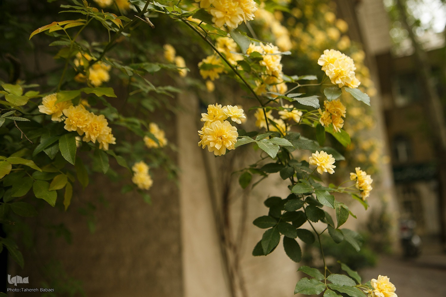 تداوم هوای خوب تهران با شاخص 65