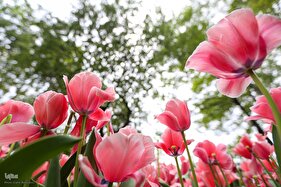 خودنمایی لاله‌های رنگی در باغ ایرانی