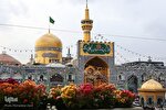 ضیافت ۳۰۰ هزار شاخه گل نذری در حرم امام رضا(ع)