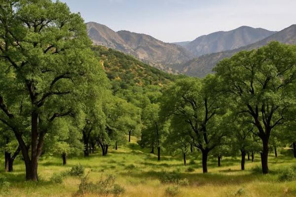 حفاظت از «جنگل‌های زاگرس»