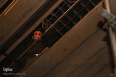 رزق حلال در زیر زمین