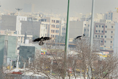 هوای ناپاک تهران در روز هوای پاک