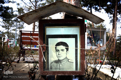 شهدای انقلاب اسلامی در قاب حجله