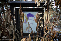 شهدای انقلاب اسلامی در قاب حجله