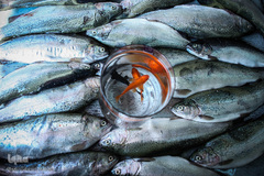 ماهی، مهمان سفره عید ایرانی‌ها