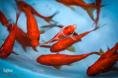 ماهی، مهمان سفره عید ایرانی‌ها