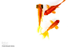 ماهی، مهمان سفره عید ایرانی‌ها