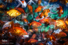 ماهی، مهمان سفره عید ایرانی‌ها