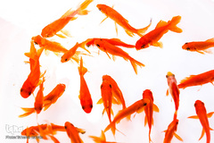 ماهی، مهمان سفره عید ایرانی‌ها