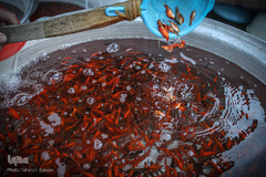 ماهی، مهمان سفره عید ایرانی‌ها