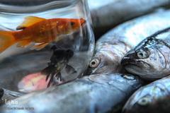 ماهی، مهمان سفره عید ایرانی‌ها