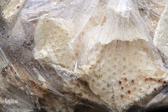 باران بهاری