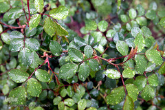 باران بهاری