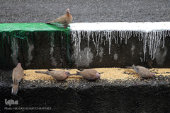 باران بهاری