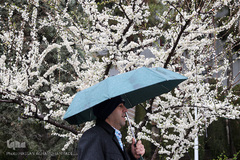 باران بهاری