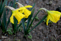 باران بهاری