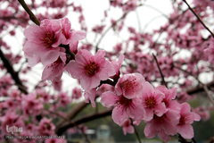 باران بهاری