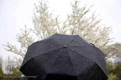 باران بهاری