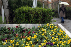 باران بهاری