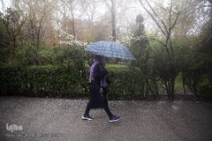 باران بهاری