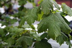 باران بهاری