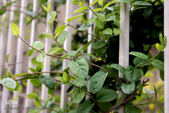 باران بهاری