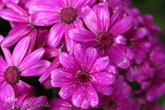 باران بهاری