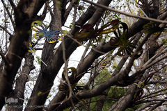 هنرهای محیطی نوروز ۹۶ در تهران