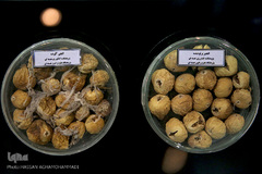 مراسم افتتاحیه تالار دستاوردهای هسته‌ای در باغ موزه دفاع مقدس