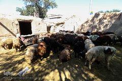 بازار گرم خرید قربانی در روز عید قربان