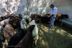 بازار گرم خرید قربانی در روز عید قربان