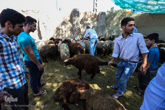 بازار گرم خرید قربانی در روز عید قربان